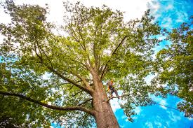 How Our Tree Care Process Works  in  South Daytona, FL