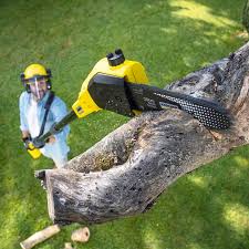 Best Commercial Tree Services  in South Daytona, FL